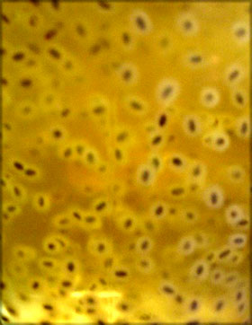 f0036716_11294731.jpg