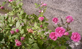 a0098027_1526515.jpg