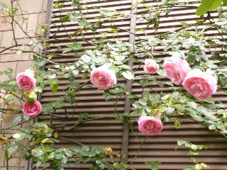 a0098027_1765489.jpg