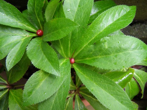 f0043750_559264.jpg