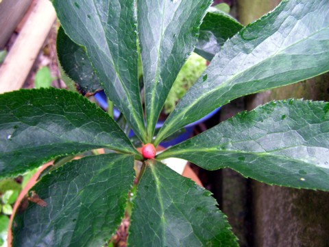 f0043750_55938100.jpg