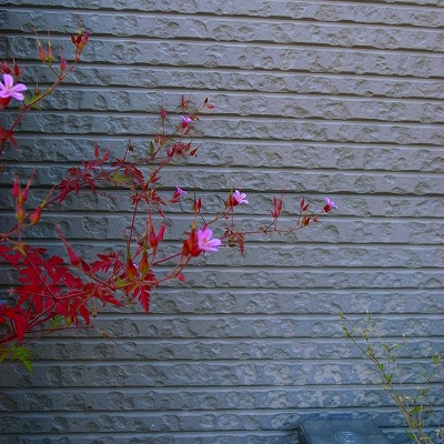 b0180764_224626100.jpg