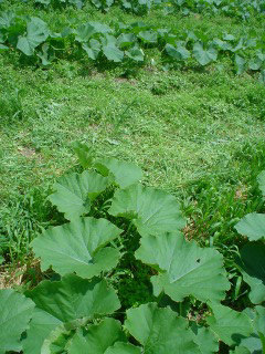f0055264_213281.jpg