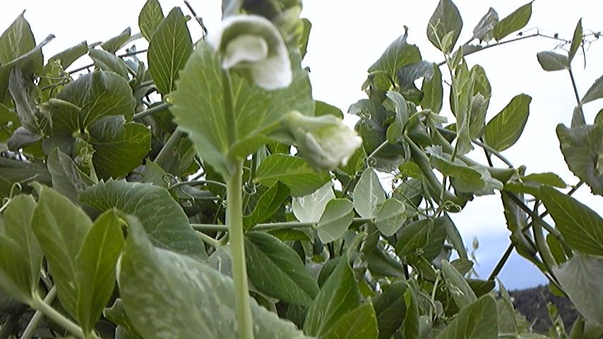 a0091666_20394466.jpg