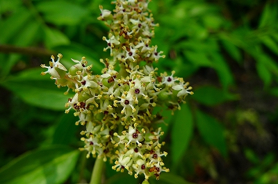 f0182173_13183773.jpg