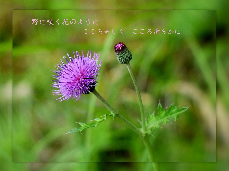 a0128875_1617011.jpg