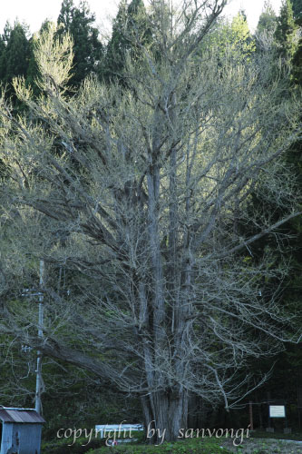 c0195281_9353823.jpg