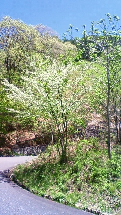 a0130586_17245620.jpg