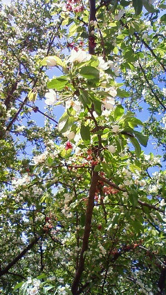 a0130586_17302252.jpg