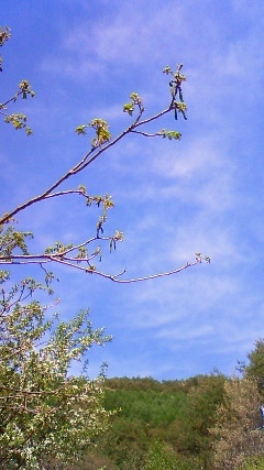a0130586_17325215.jpg