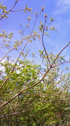 a0130586_17332434.jpg