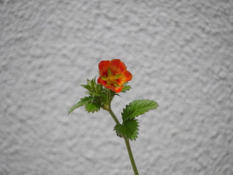 a0133493_1430029.jpg