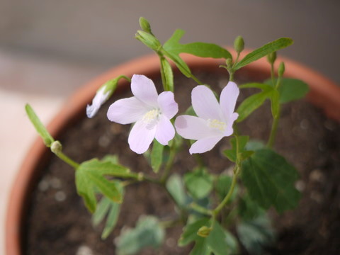 a0133493_14301766.jpg
