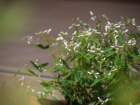 a0133493_14303650.jpg