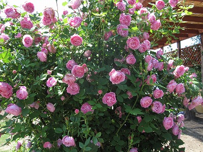 c0117007_2116569.jpg