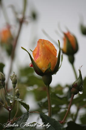 d0001008_1414371.jpg
