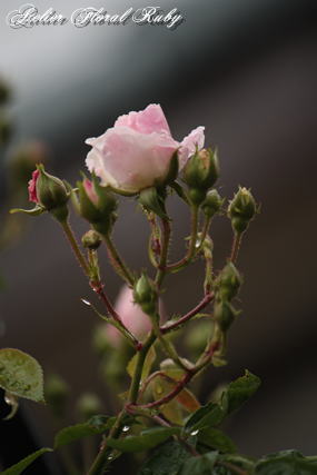 d0001008_143258.jpg