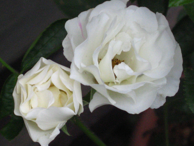 d0150309_2091774.jpg