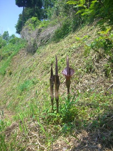 d0007913_23364915.jpg