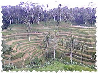 d0035823_16382927.jpg
