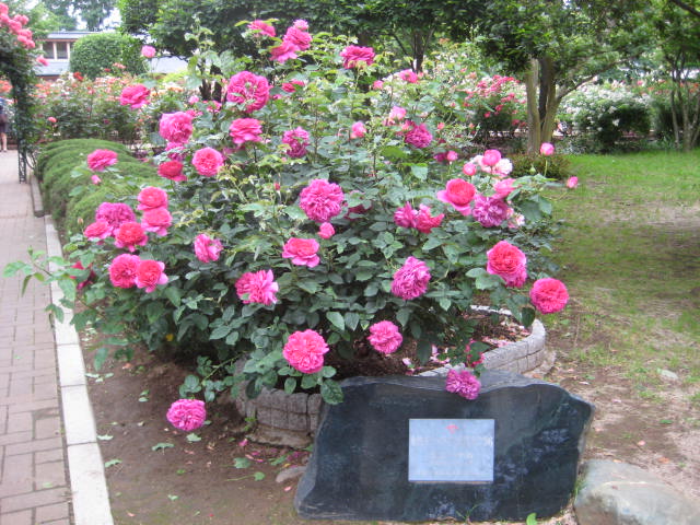 e0166032_22492044.jpg