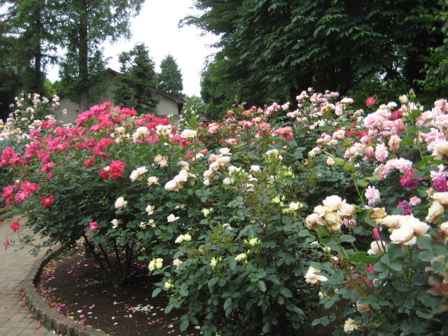 e0166032_2250241.jpg