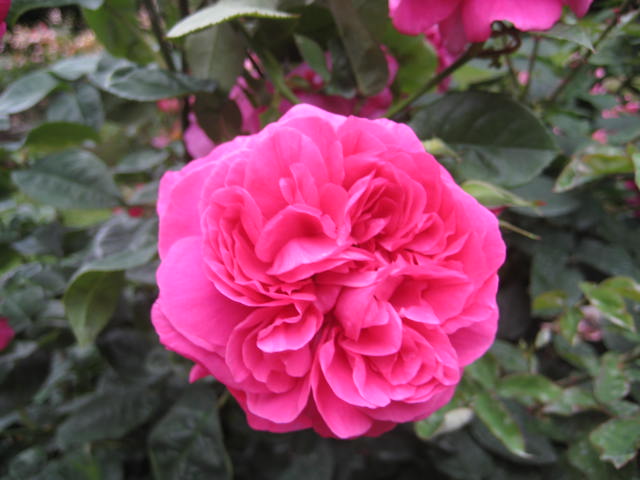 e0166032_23134776.jpg