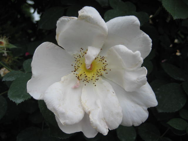 e0166032_23135840.jpg