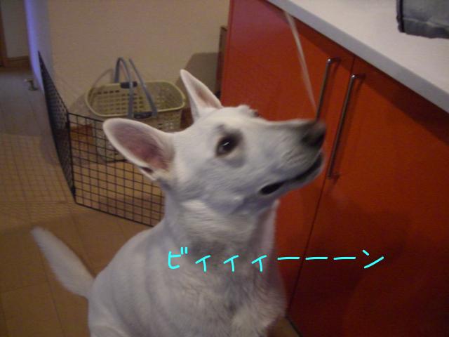 a0153338_22124568.jpg
