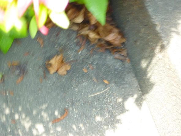 e0175258_2172951.jpg