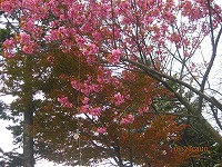 f0098562_832166.jpg