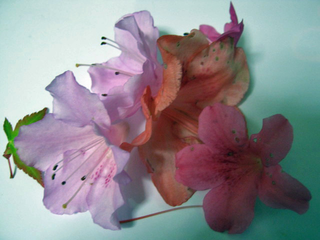 f0177670_1610842.jpg