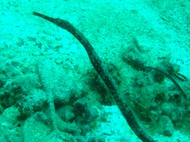 c0039073_20162451.jpg