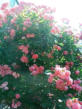 f0054677_920982.jpg