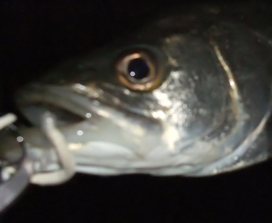 b0165778_9132713.jpg