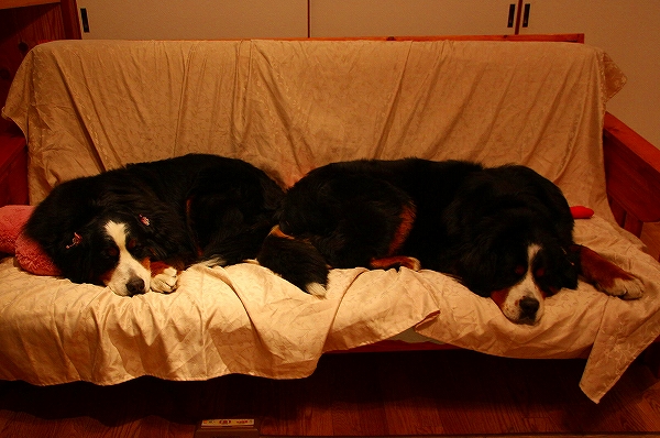 c0149178_20365160.jpg