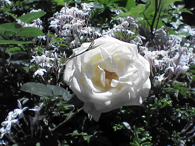 c0069380_19493553.jpg