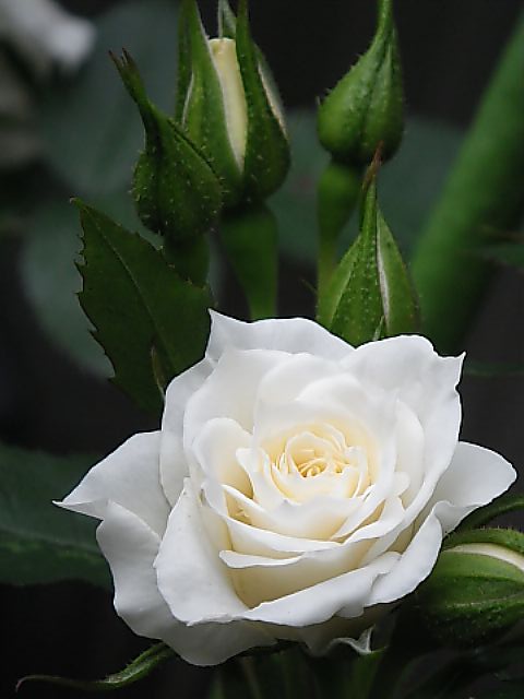 a0067201_542594.jpg