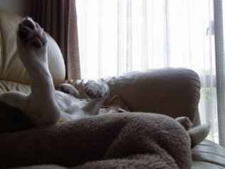 c0205806_15351518.gif