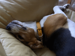 c0205806_15355072.gif