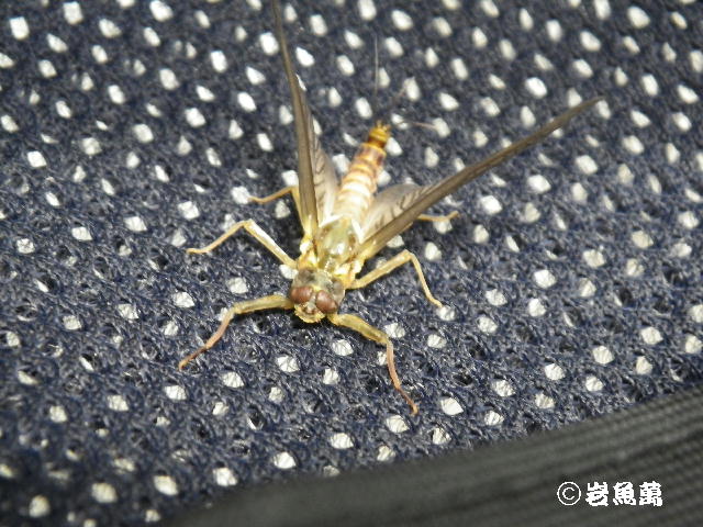 b0172209_934070.jpg