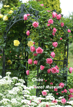 e0136609_2224437.gif
