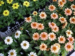 c0190010_21424745.jpg