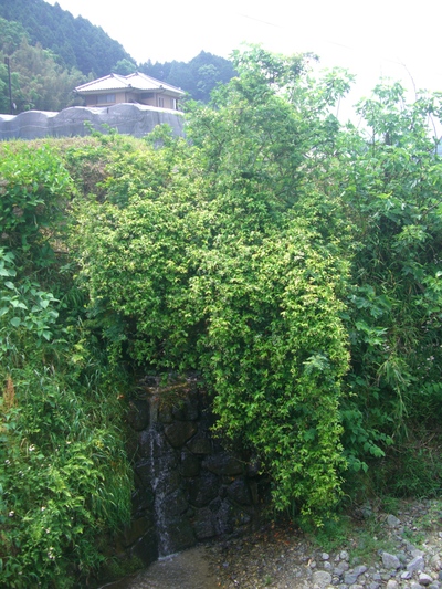 d0007913_085117.jpg
