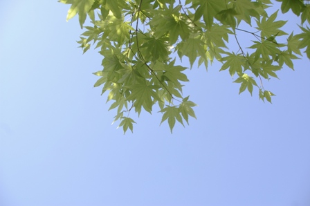 c0140723_6394483.jpg