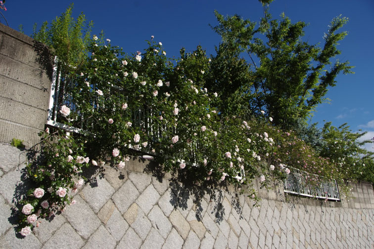 b0075541_12563425.jpg