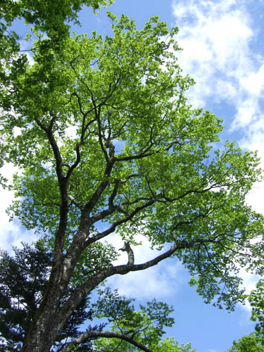 c0011862_21253917.jpg