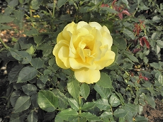 b0145863_19433352.jpg