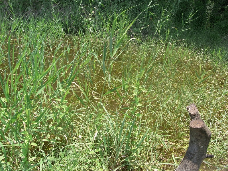 c0142963_2353149.jpg
