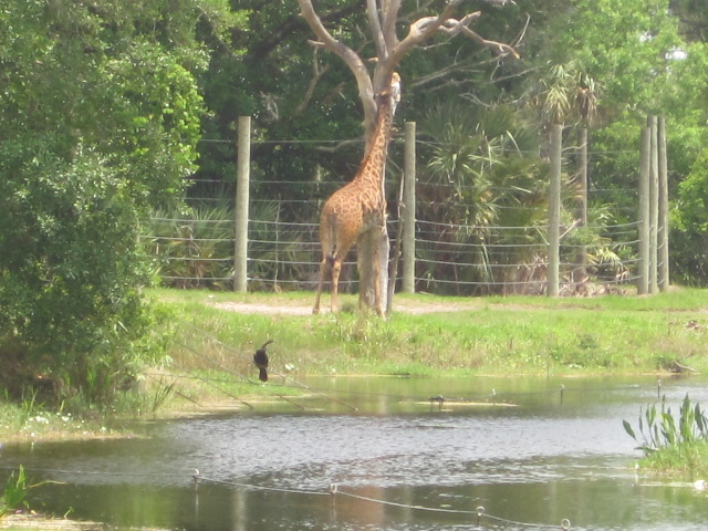 f0132366_1537934.jpg